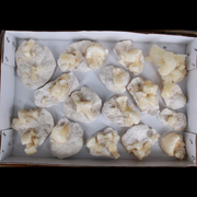 Natural Stilbite with Heulandite Crystal Lot – 16 PCS – Mineral Specimens from India