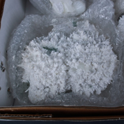 Natural Green Apophyllite with Mordenite Crystal Lot – 8 Pieces from India