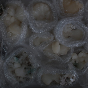 Natural Stilbite with Heulandite Crystal Lot – 14 Pieces from India